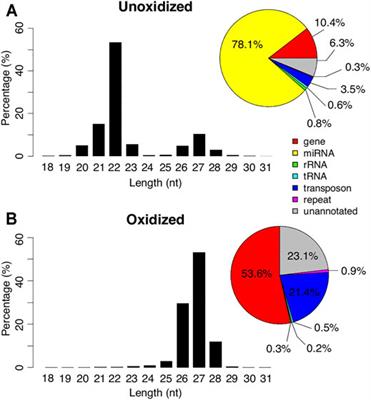 Somatic piRNAs and Transposons are Differentially Expressed Coincident with Skeletal Muscle Atrophy and Programmed Cell Death